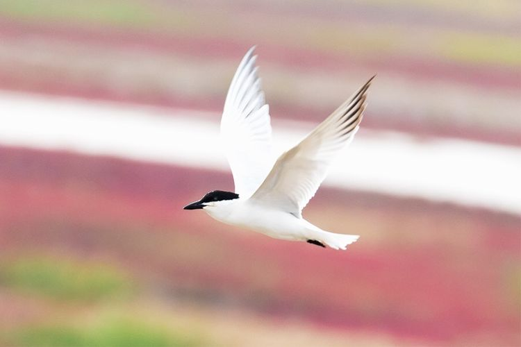 1618556751435733.png 圖片1.png